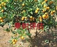 无锡苹果树拆迁评估，桃树拆迁评估，梨树拆迁评估，无花果树拆迁评估